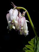 Dicentra oregana 2932